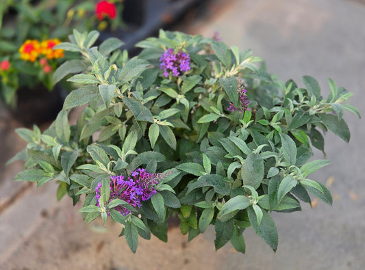 Buddleia Pollinator Favorites | Chrysalis - 1 Gallon