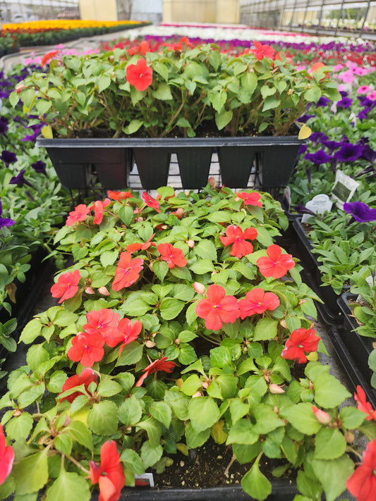 Impatiens | Beacon - 24 Pack
