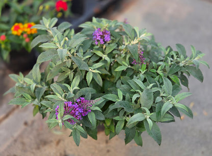 Buddleia |  $12 Pollinator Favorites
