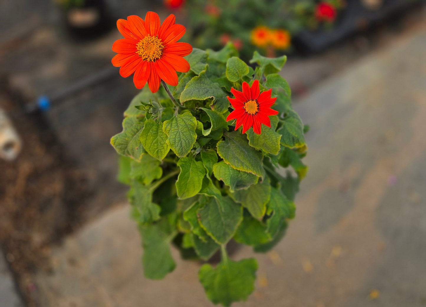 Sunflower | $6 Pollinator Favorites