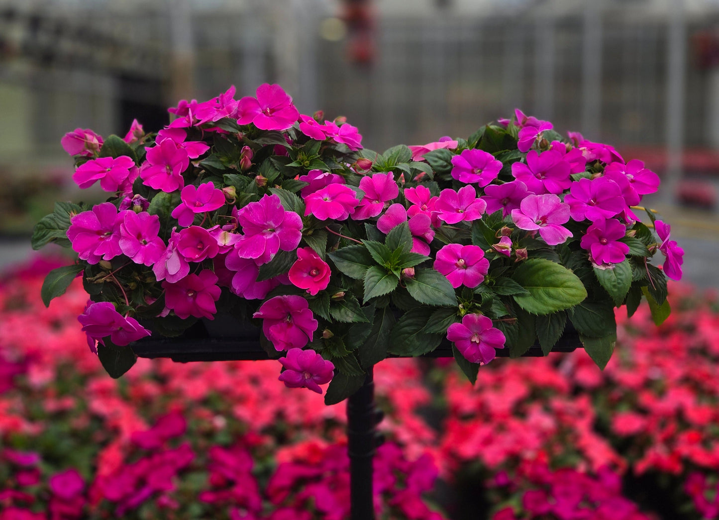Impatiens | Solarscape - Promotional 4 Pack