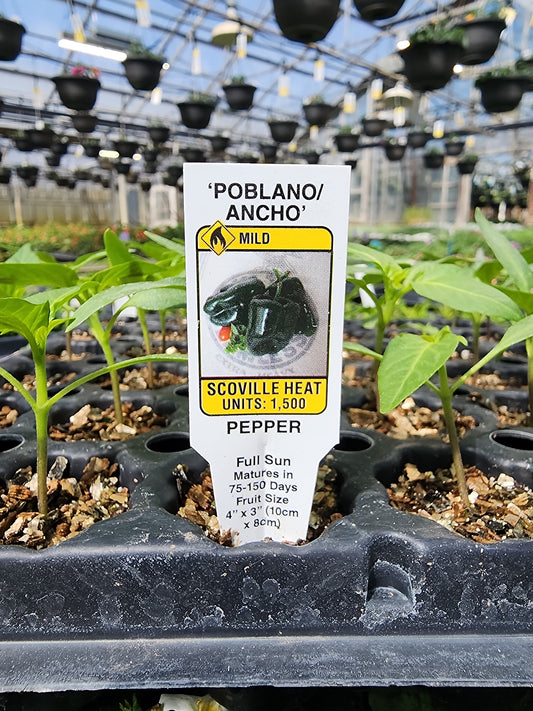Pepper | Mild | Ancho - 1 Pint