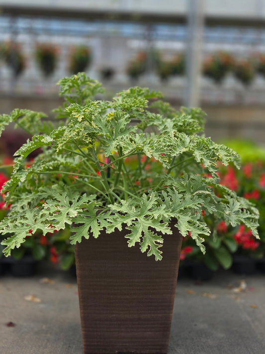 Scented Geranium | Lady Plymouth - Medium Patio Container