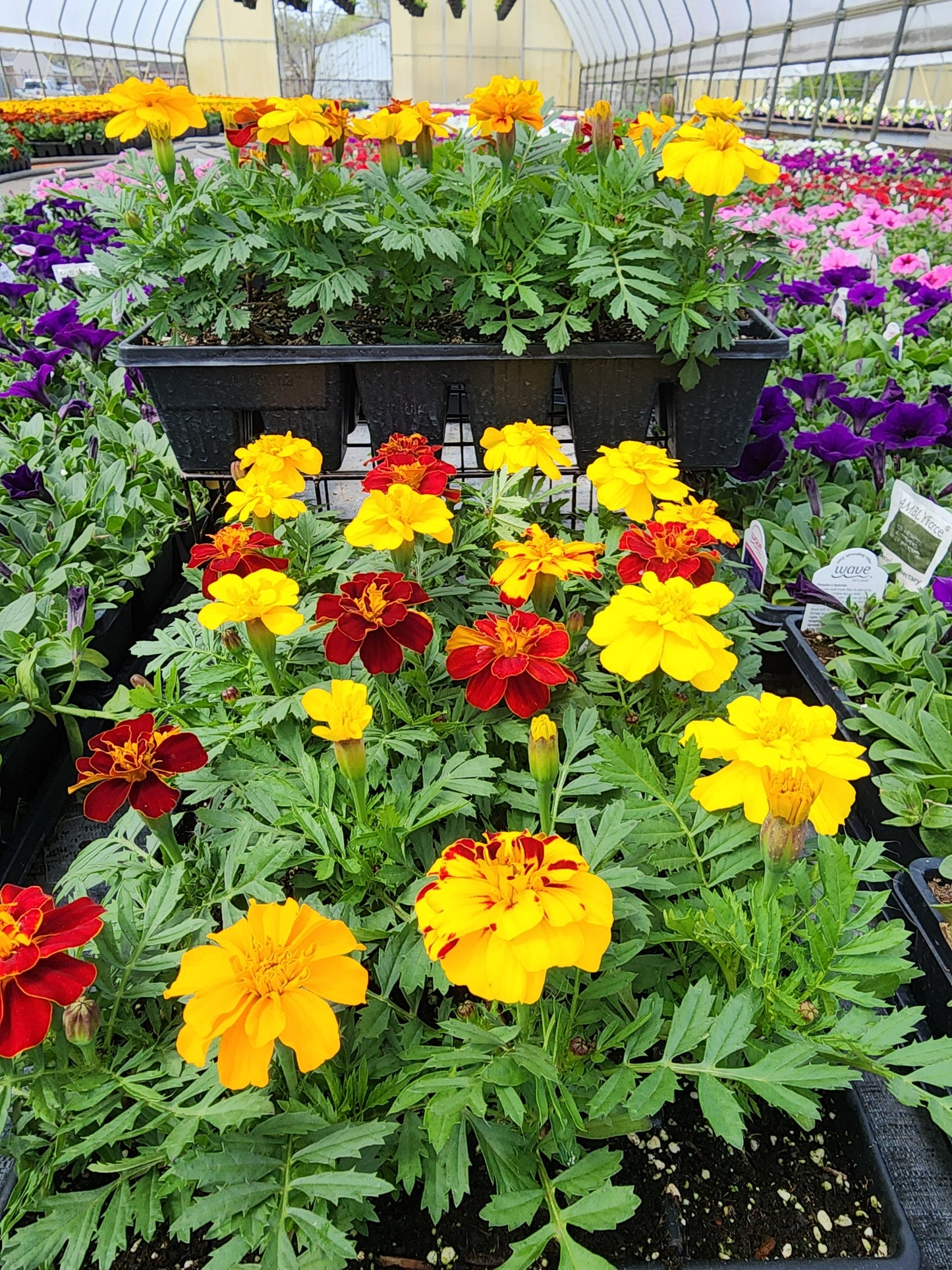 Marigold | French - 24 Pack