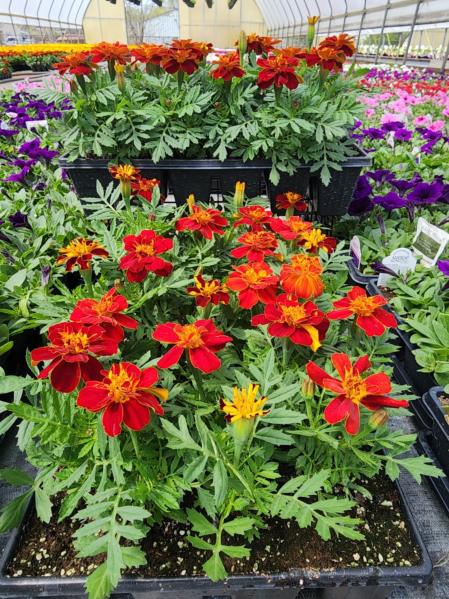 Marigold | French - 24 Pack