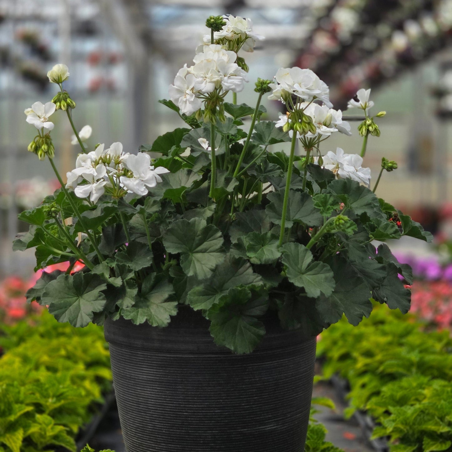 Geranium | Fantasia - Medium Patio Container