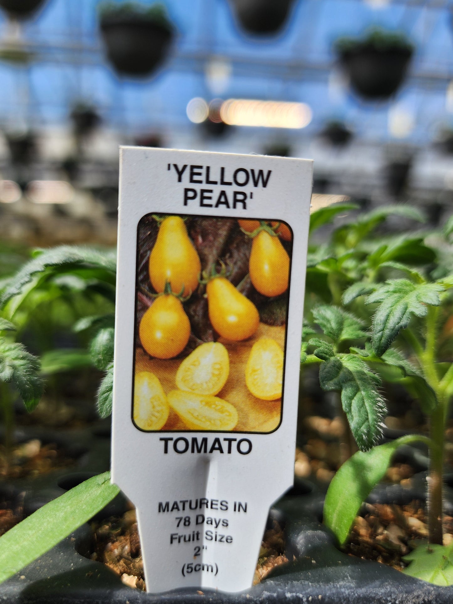 Tomato | Heriloom | Yellow Pear - 1 Pint