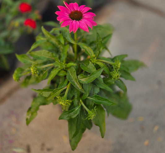 Echinacea Pollinator Favorites | PowWow - 1 Gallon