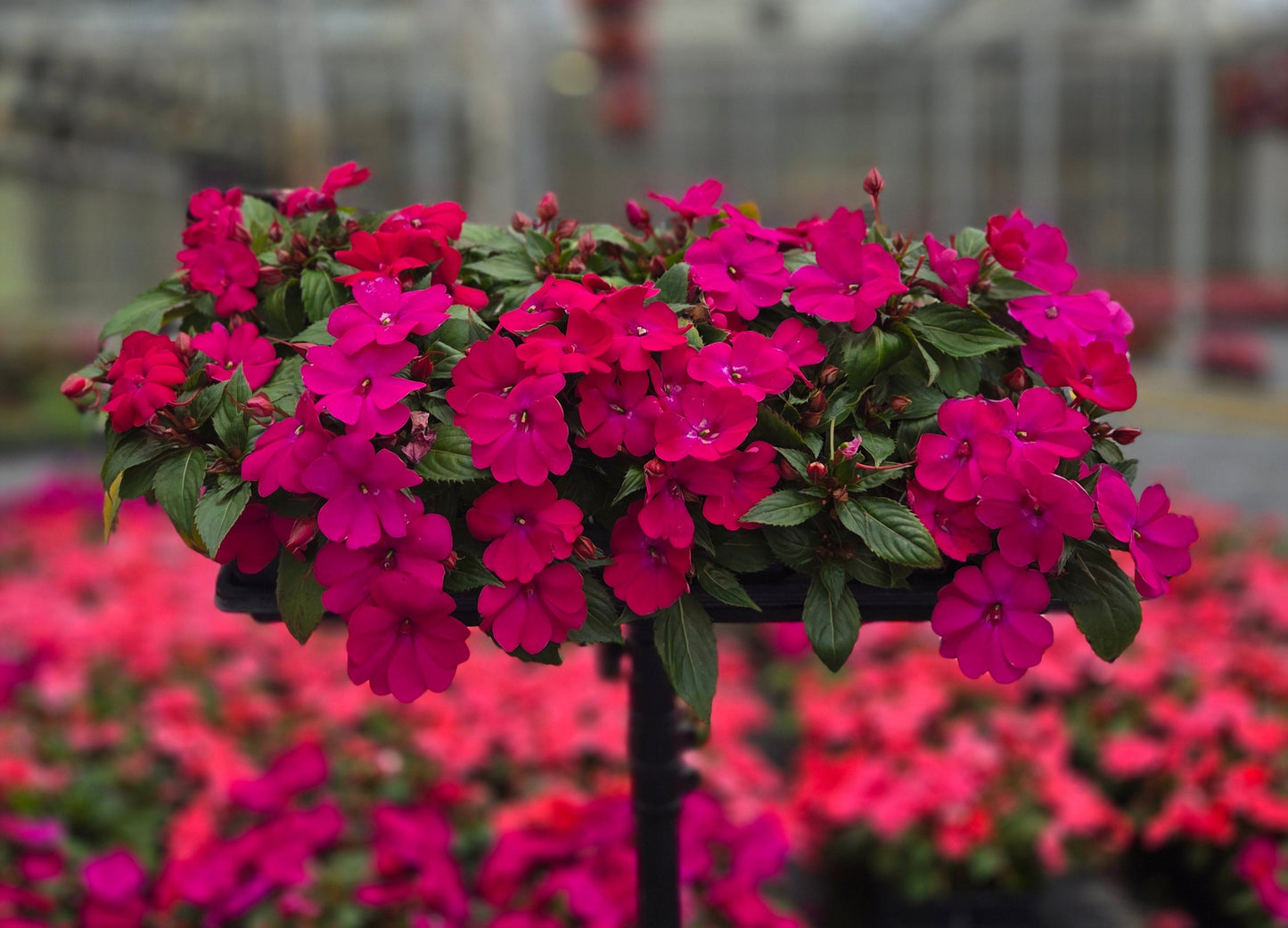 Impatiens | Solarscape - Promotional 4 Pack