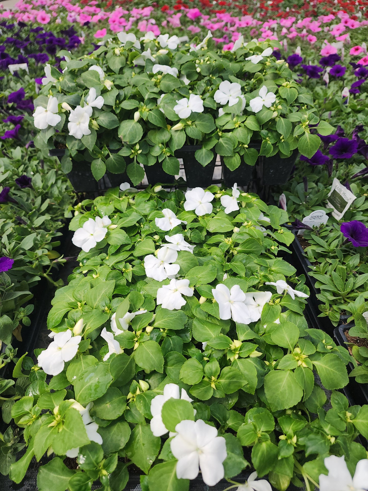 Impatiens | Beacon - 24 Pack