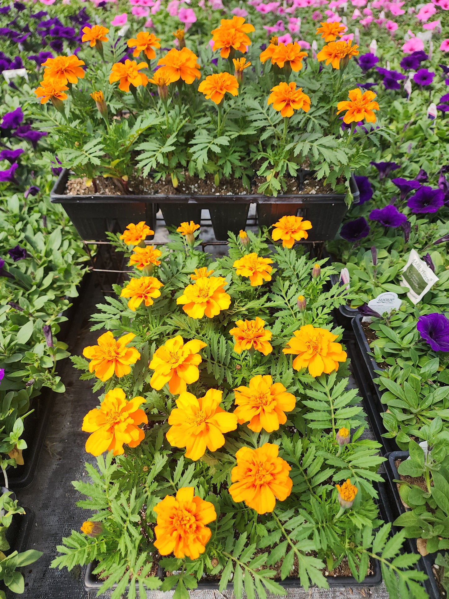 Marigold | French - 24 Pack