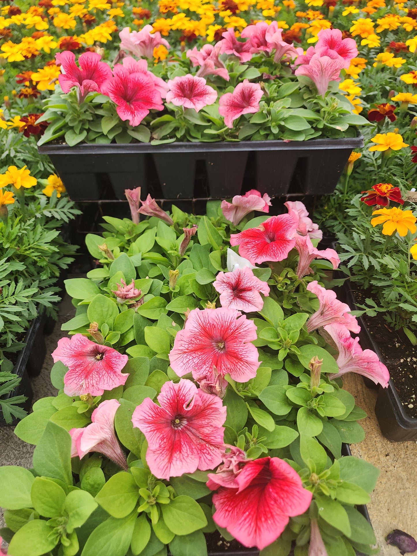 Petunia | 24 Count Petunias