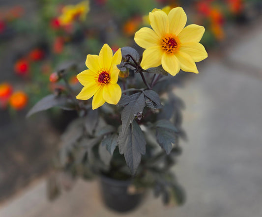 Dahlia Pollinator Favorites | Mystic - 1 Gallon