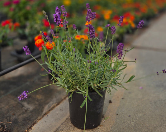 Lavender Pollinator Favorites | SuperBlue - 1 Gallon