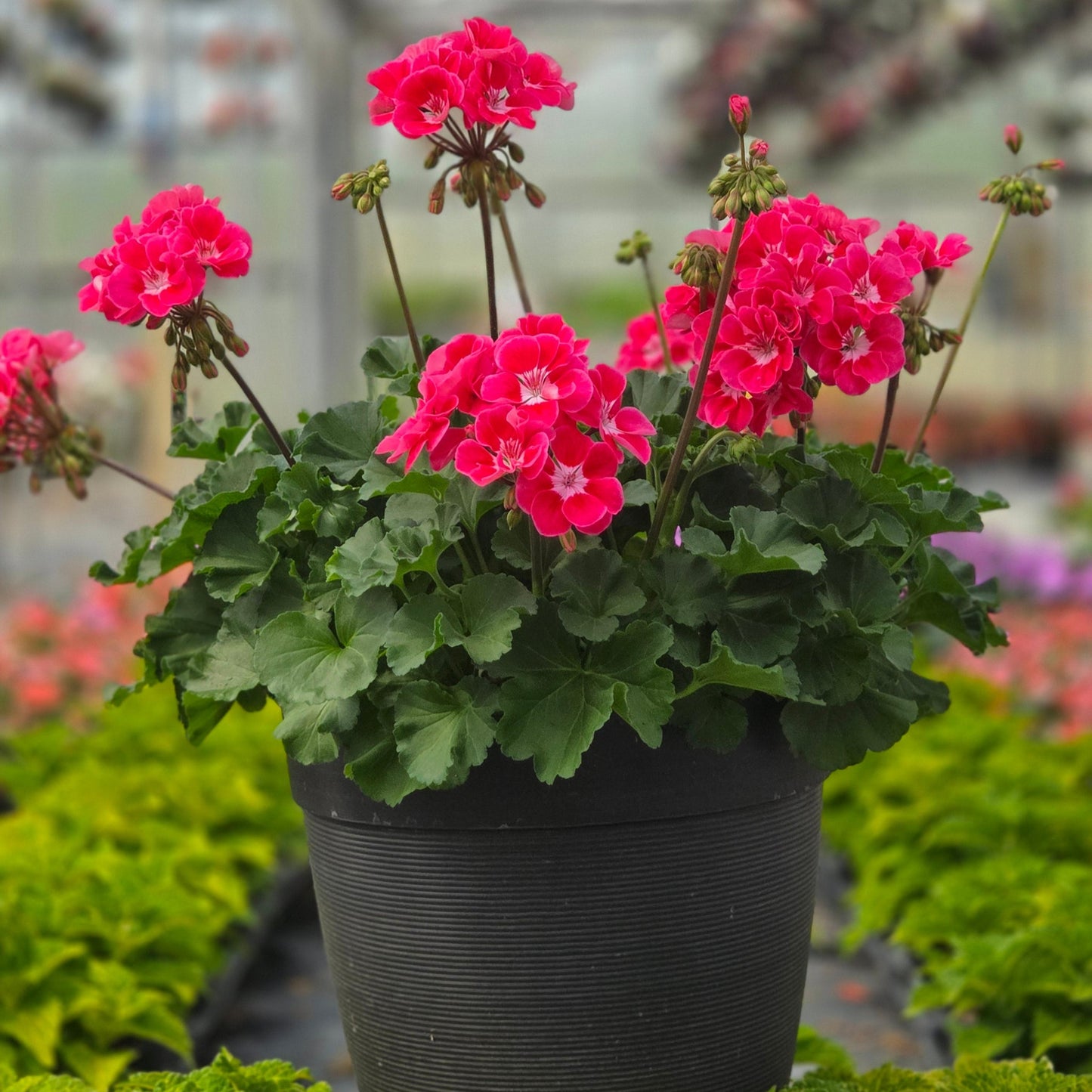 Geranium | Fantasia - Medium Patio Container