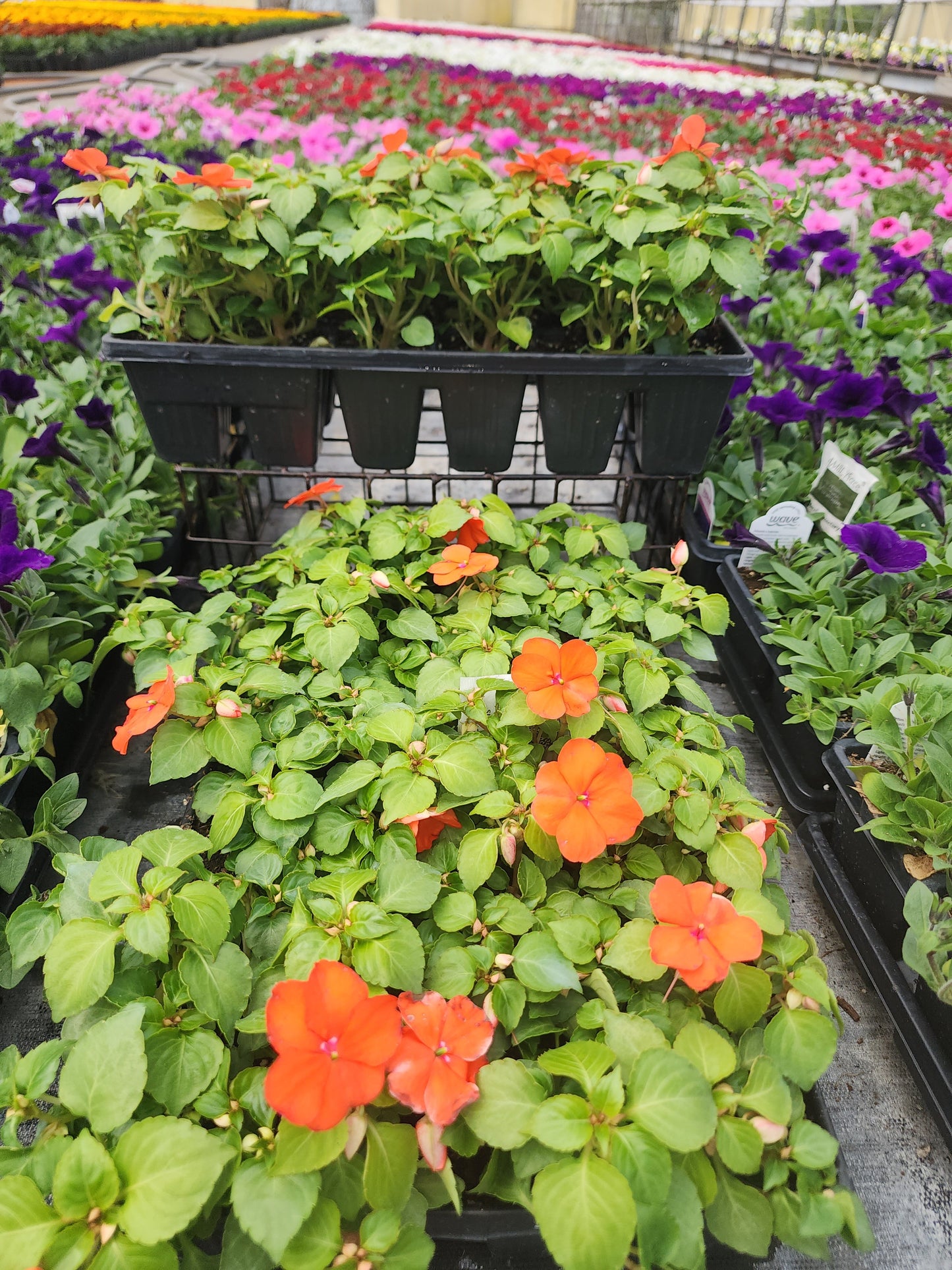 Impatiens | Beacon - 24 Pack