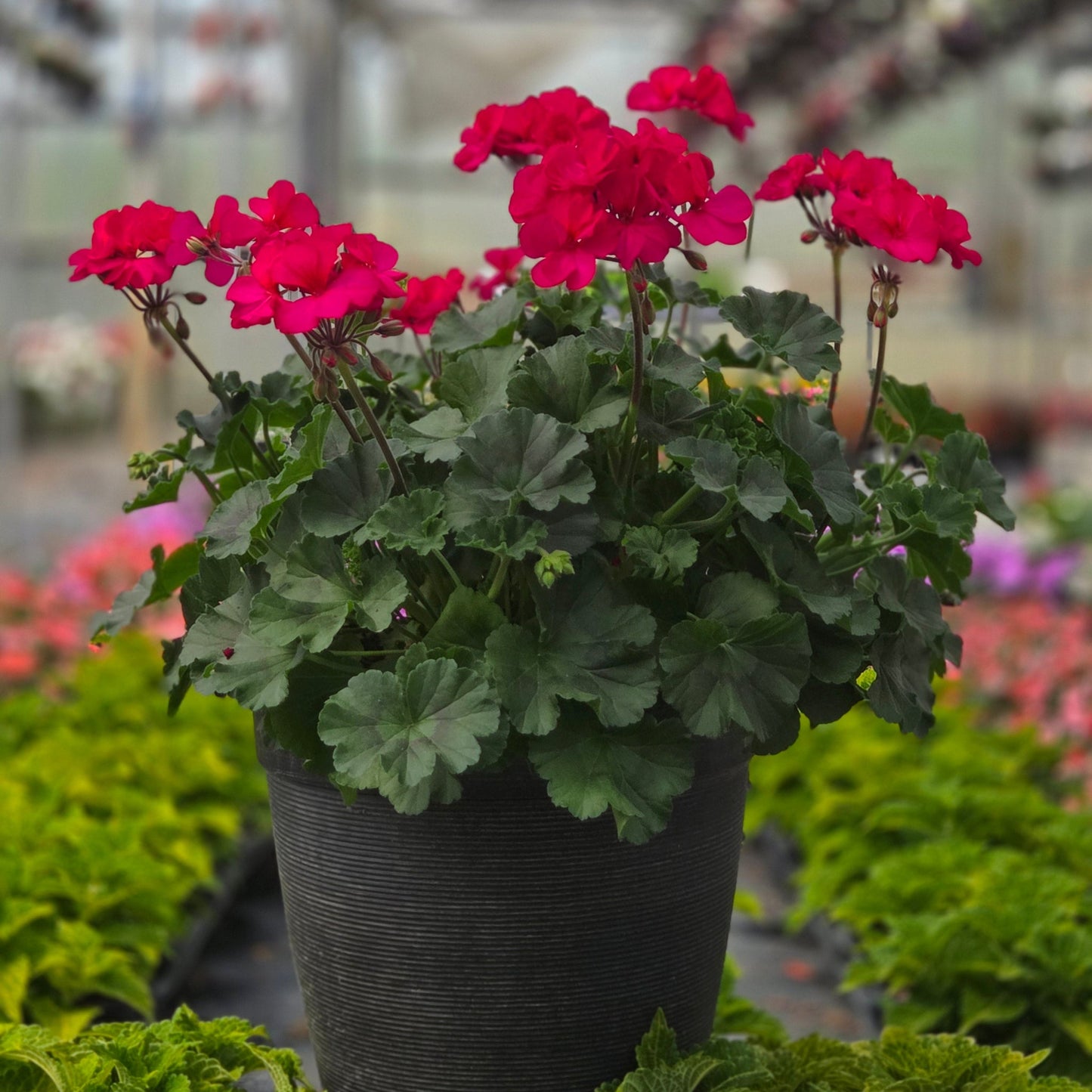 Geranium | Fantasia - Medium Patio Container
