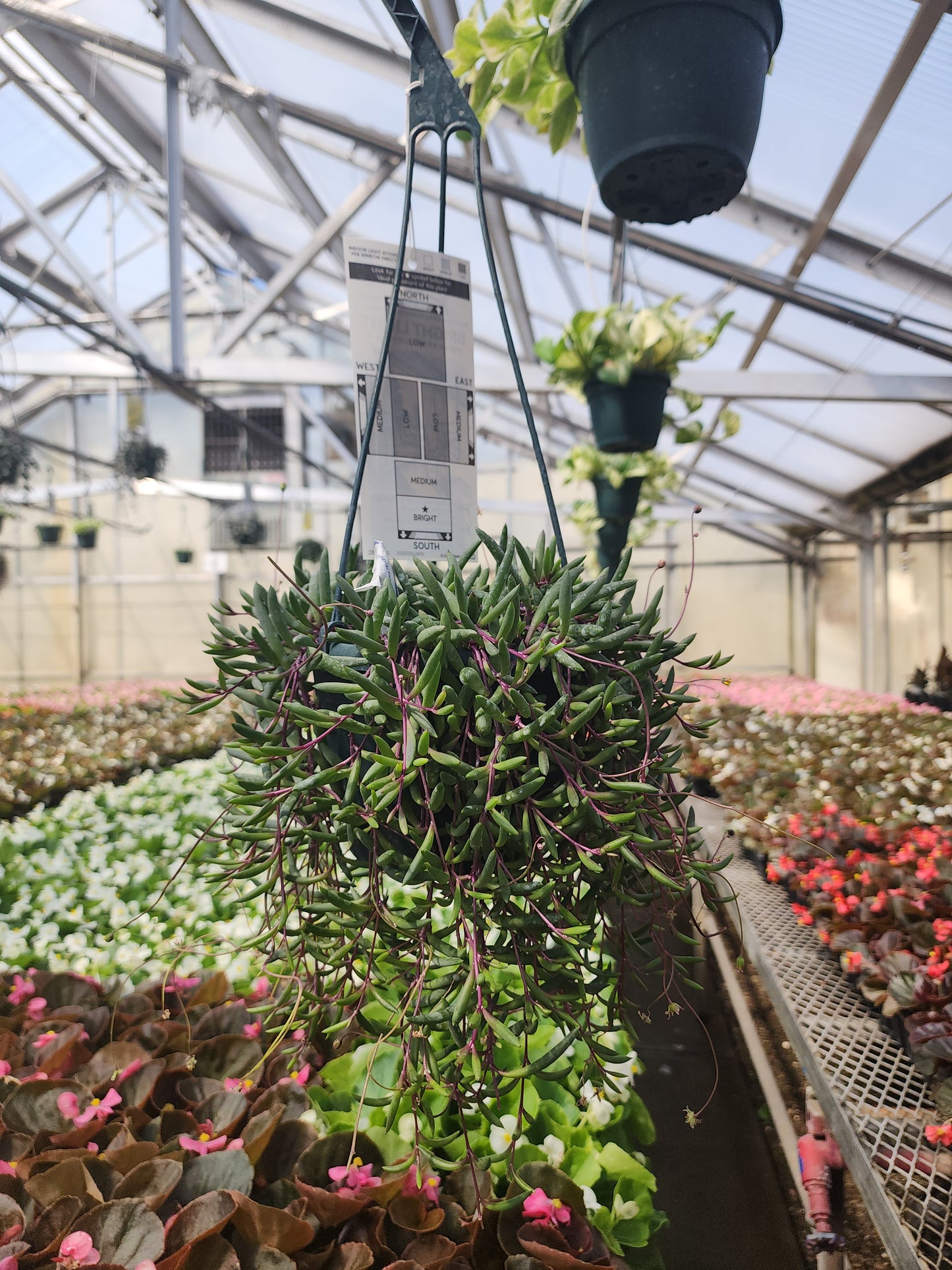 Senecio | Purple Flush - 6 Inch Hanging Basket