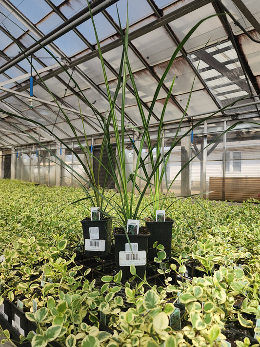 Dracaena  | Spikes - 1 Pint