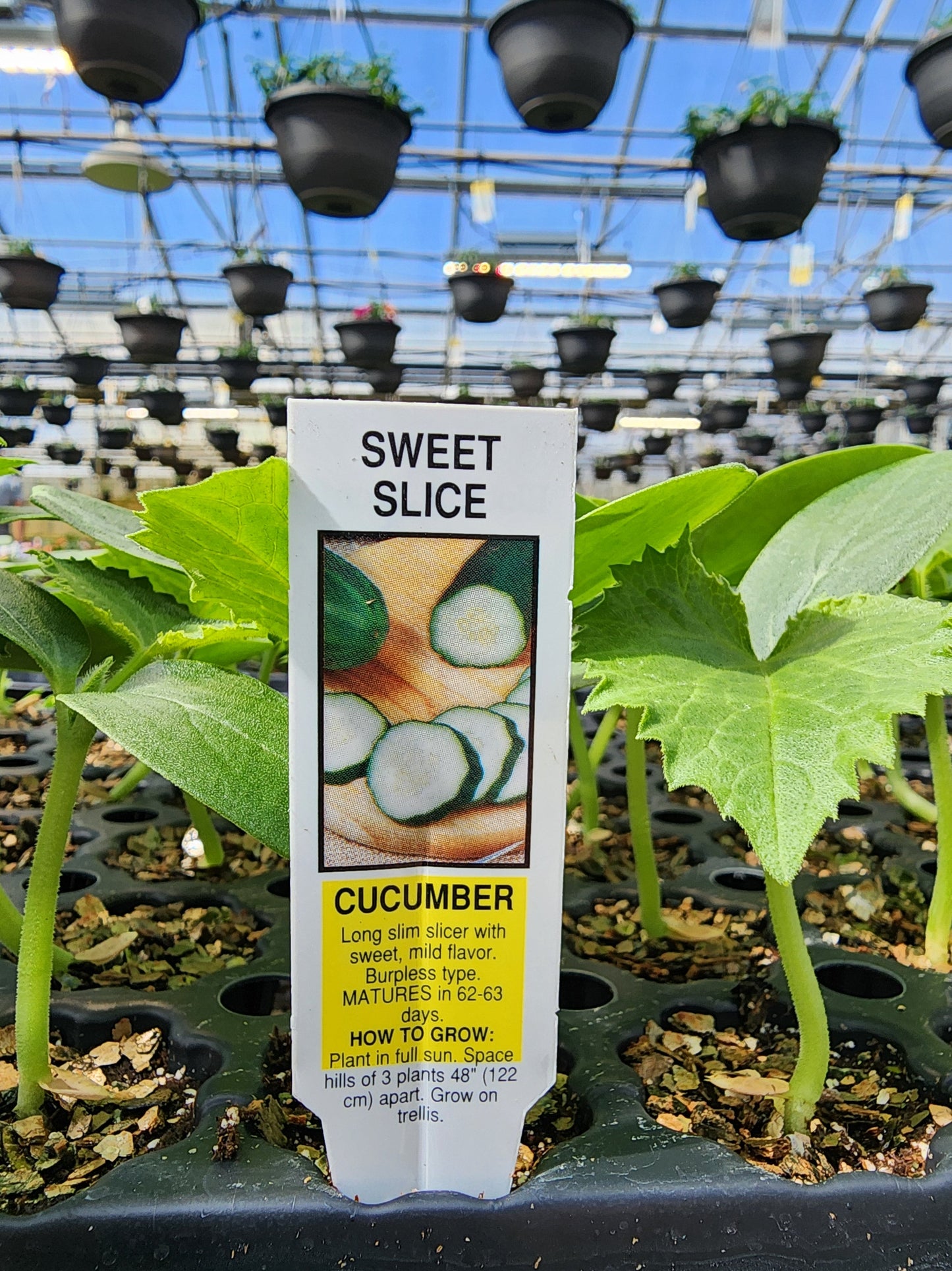 Cucumber | Sweet Slice - 1 Pint