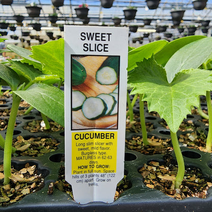 Cucumber | Sweet Slice - 1 Pint