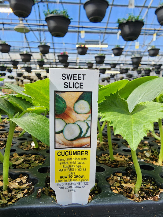 Cucumber | Sweet Slice - 1 Pint