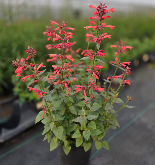 Agastache Pollinator Favorites | Summerlong - 1 Gallon
