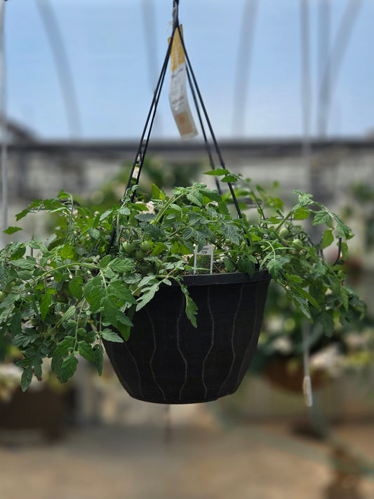 Tomato | Topsy Tom - Large Hanging Basket