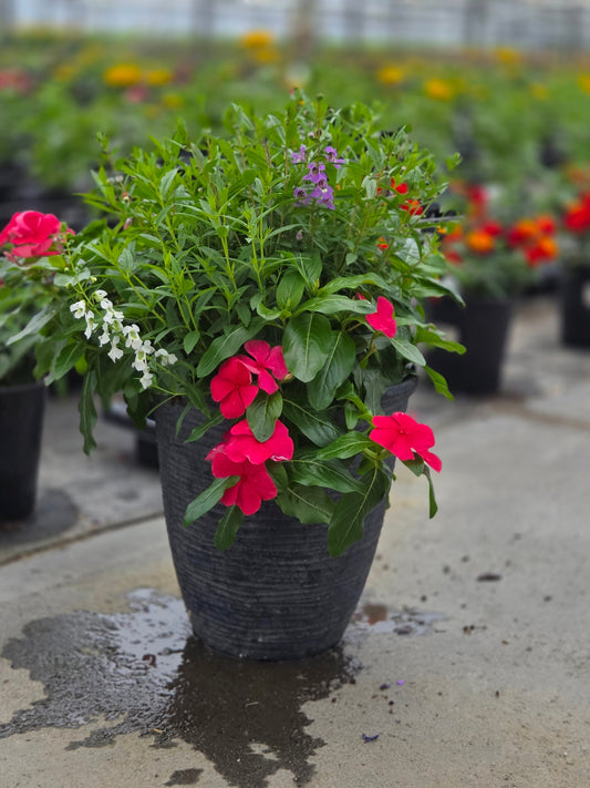 PatioTribute | Stars & Honor - Small Patio Container