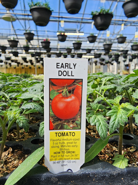 Tomato | Slicer | Early Doll - 1 Pint