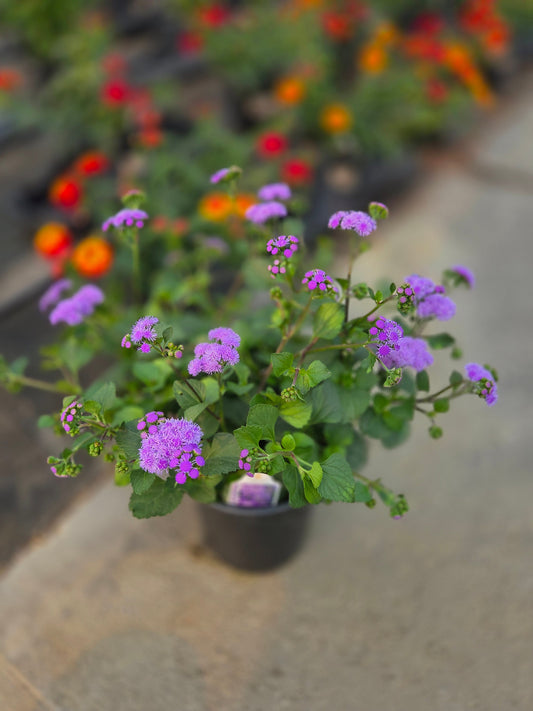 Ageratum Pollinator Favorites | Monarch Magic - 1 Gallon