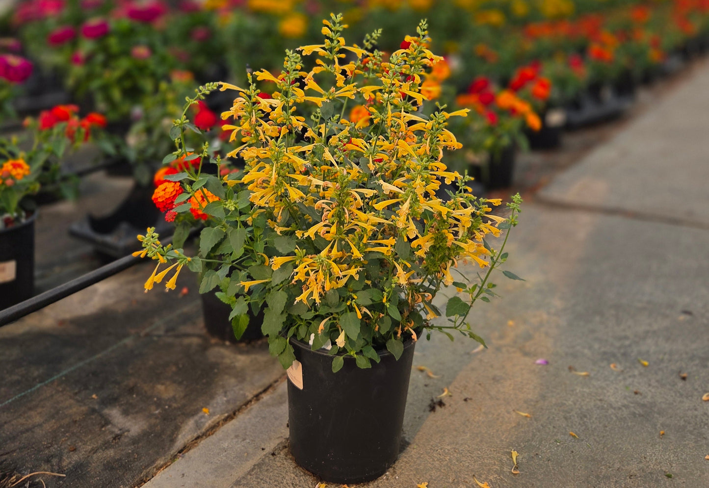 Agastache Pollinator Favorites | Summerlong - 1 Gallon