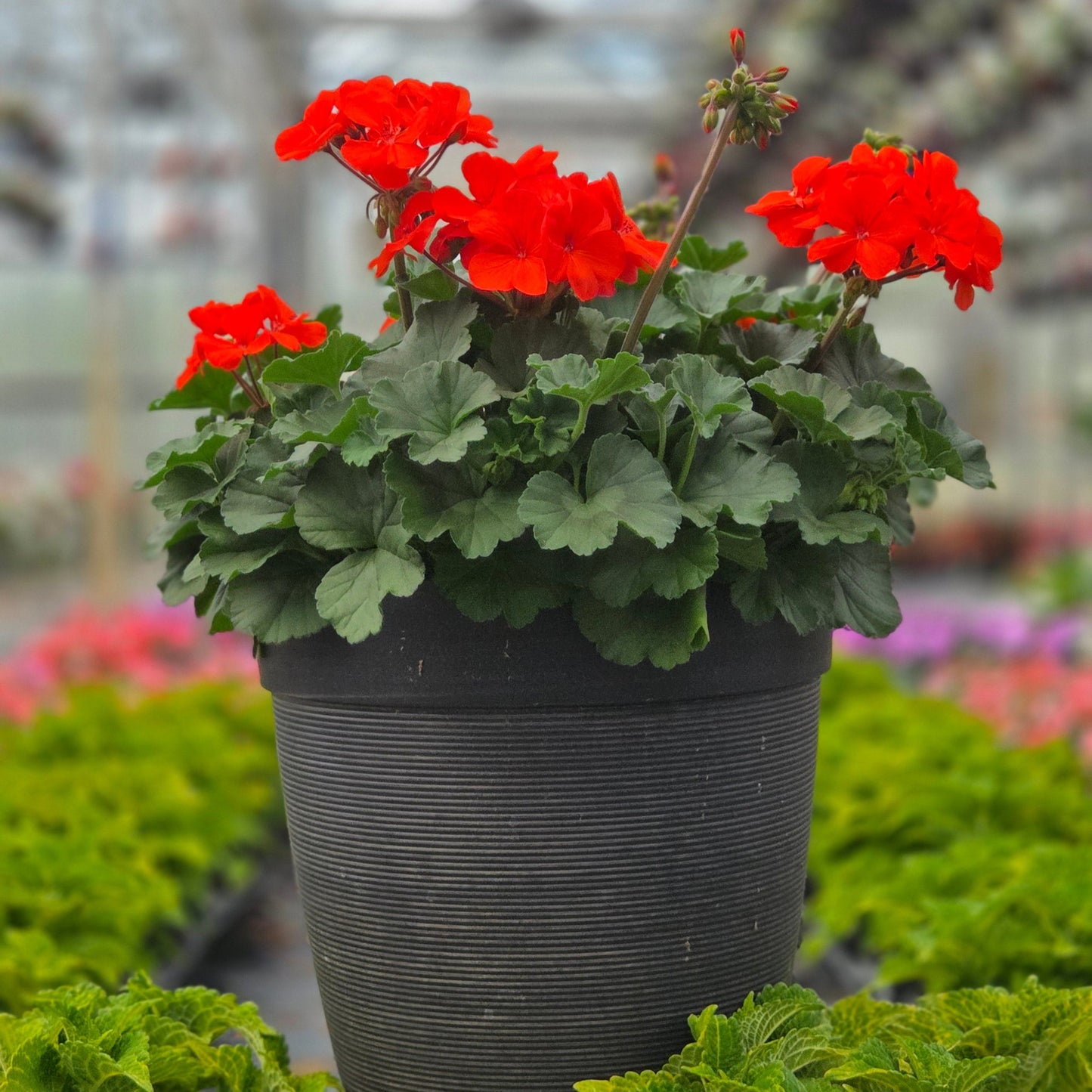 Geranium | Fantasia - Medium Patio Container