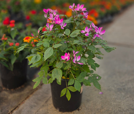 Cleome Pollinator Favorites | Lavender Dreams - 1 Gallon