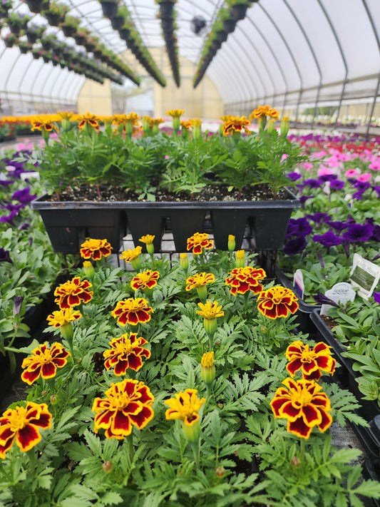 Marigold | French - 24 Pack