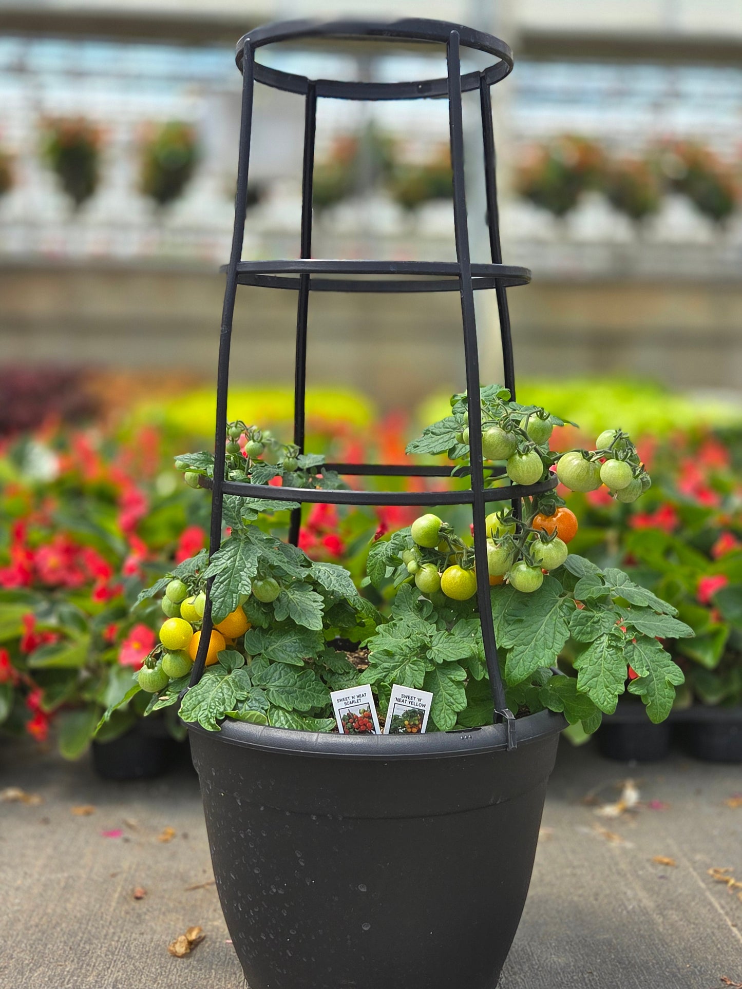 Tomato | Cherry | Sweet 'N Neat Yellow & Scarlet - Trellis Container
