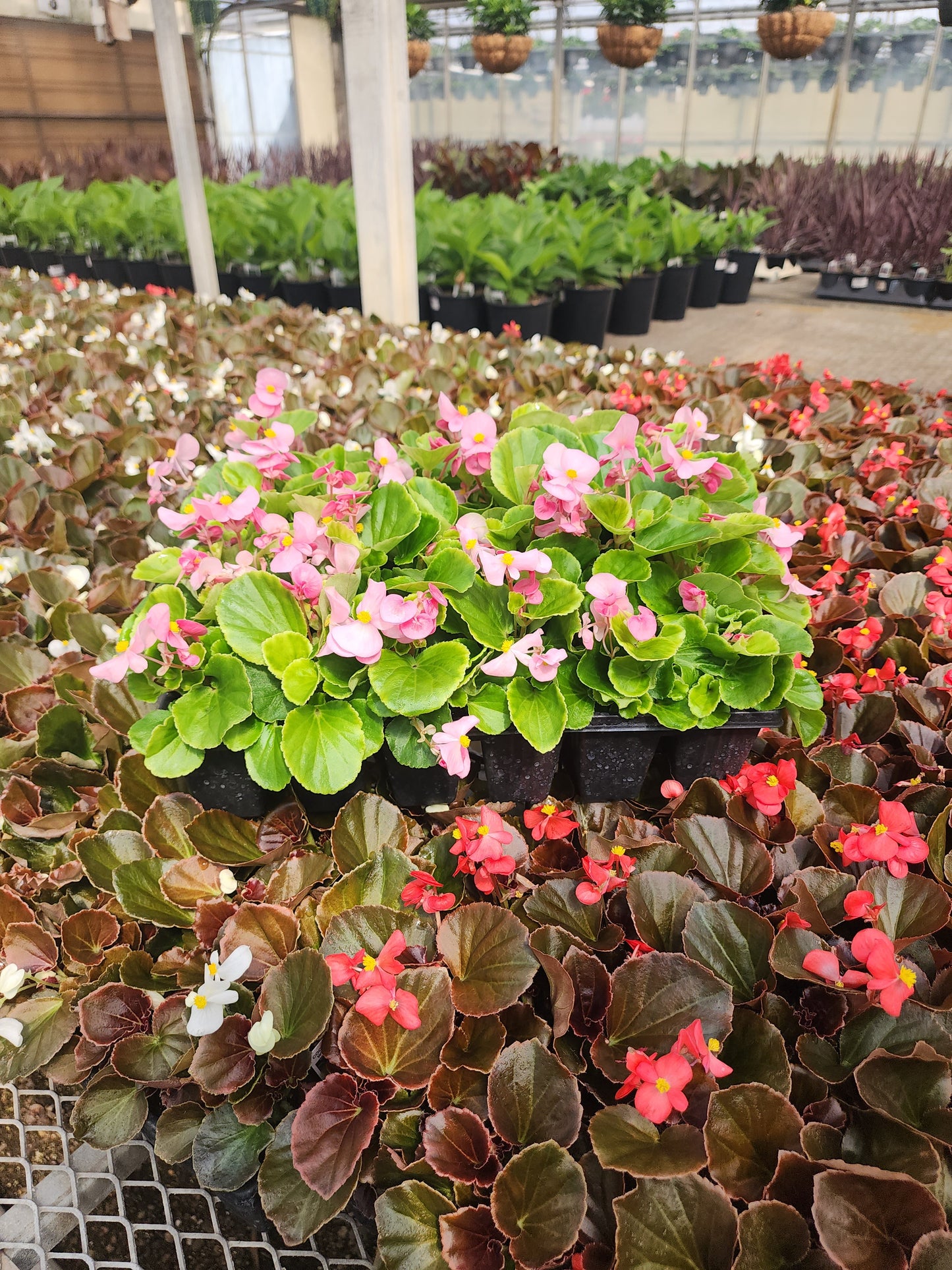 Begonia | Super Olympia - 24 Pack