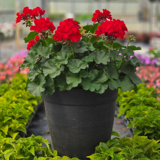 Geranium | Fantasia - Medium Patio Container