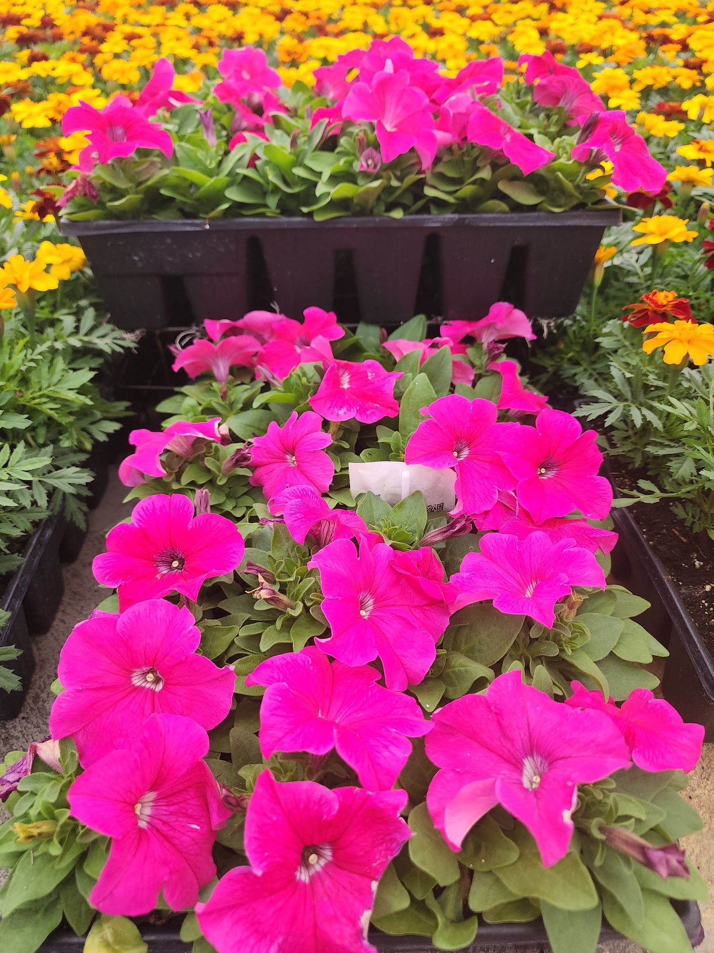 Petunia | Mounding Pretty Grand - 24 Pack