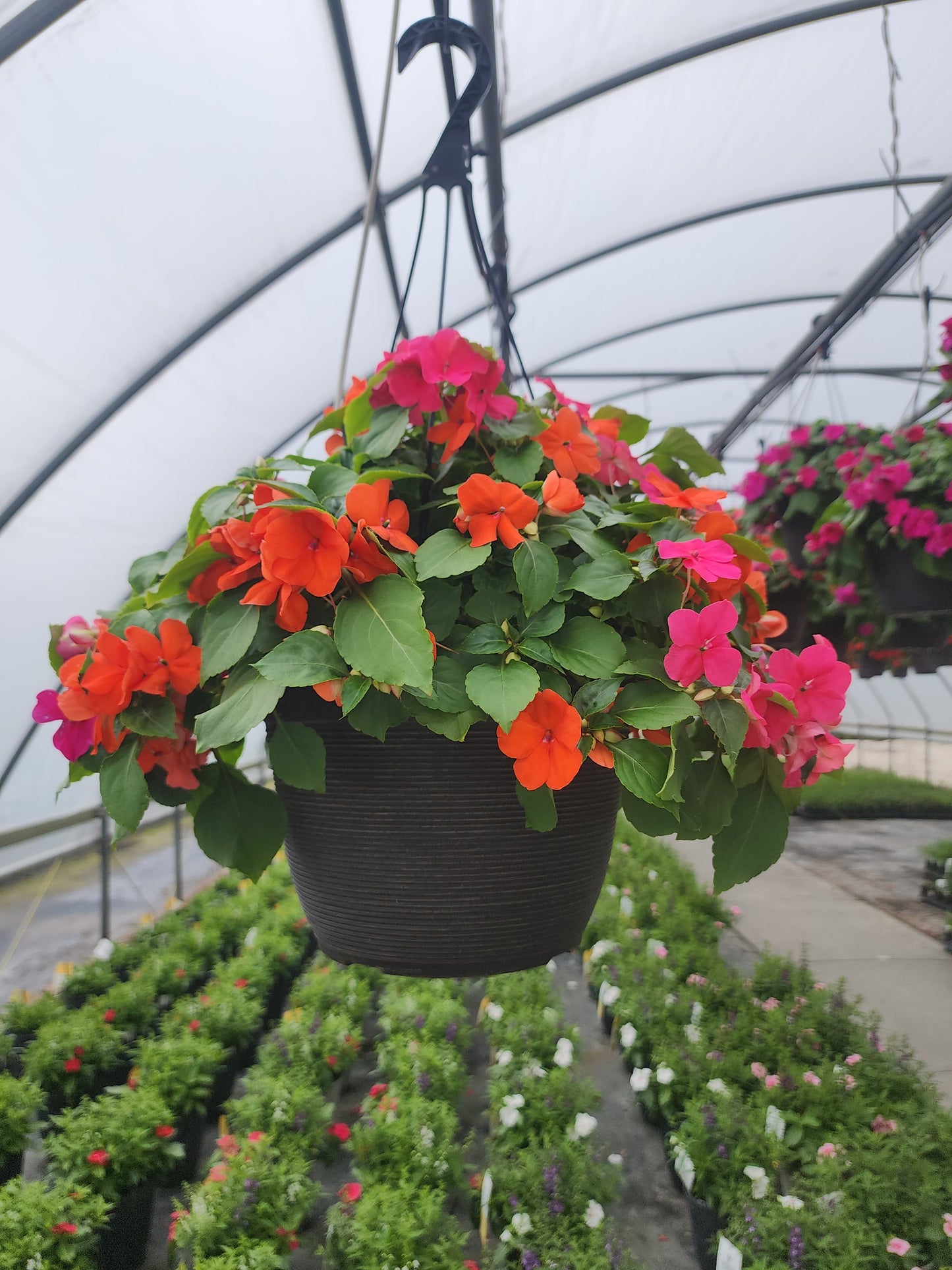 Impatiens | Beacon - Medium Hanging Basket