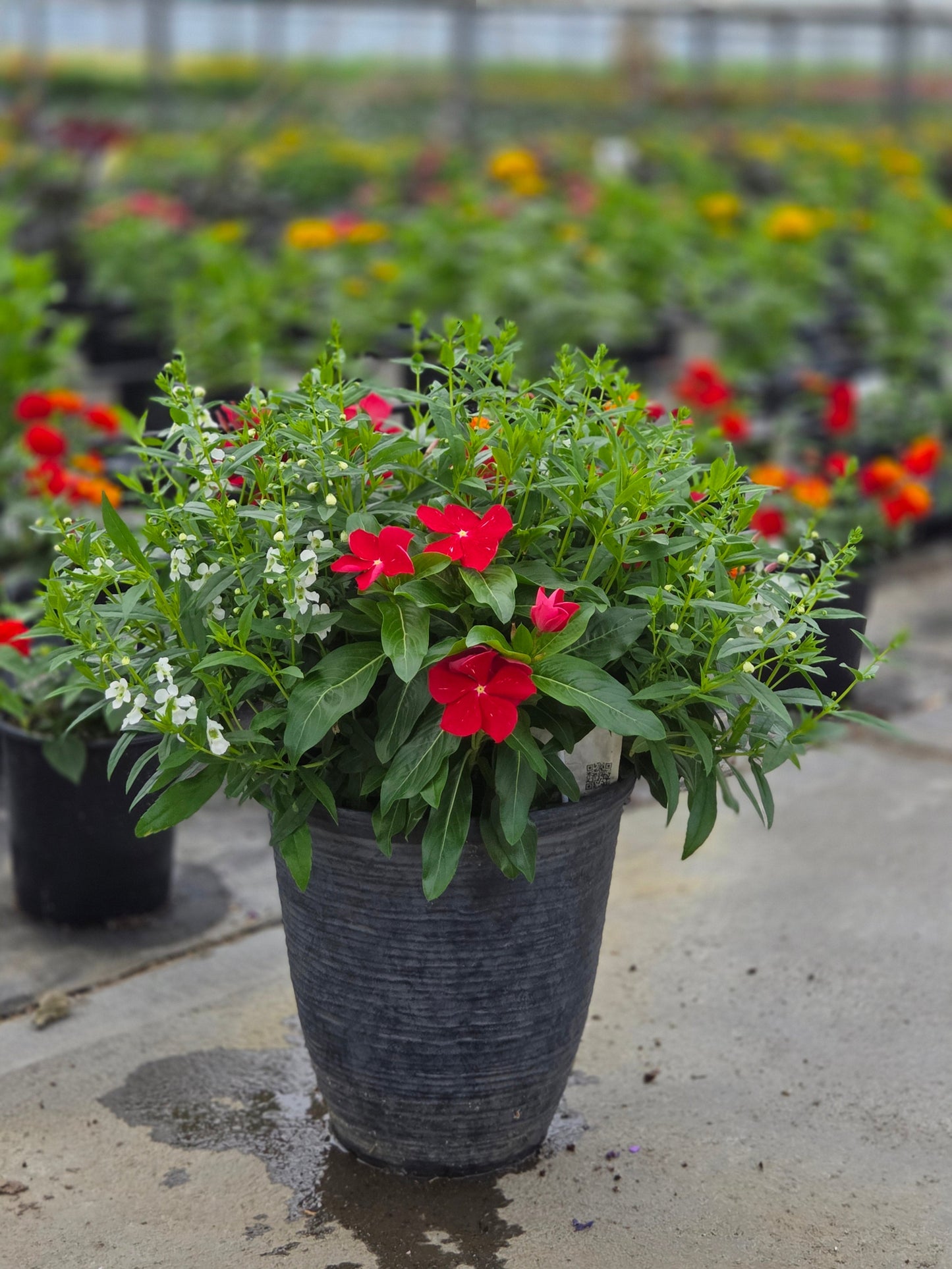 PatioTribute | True Patriot - Small Patio Container