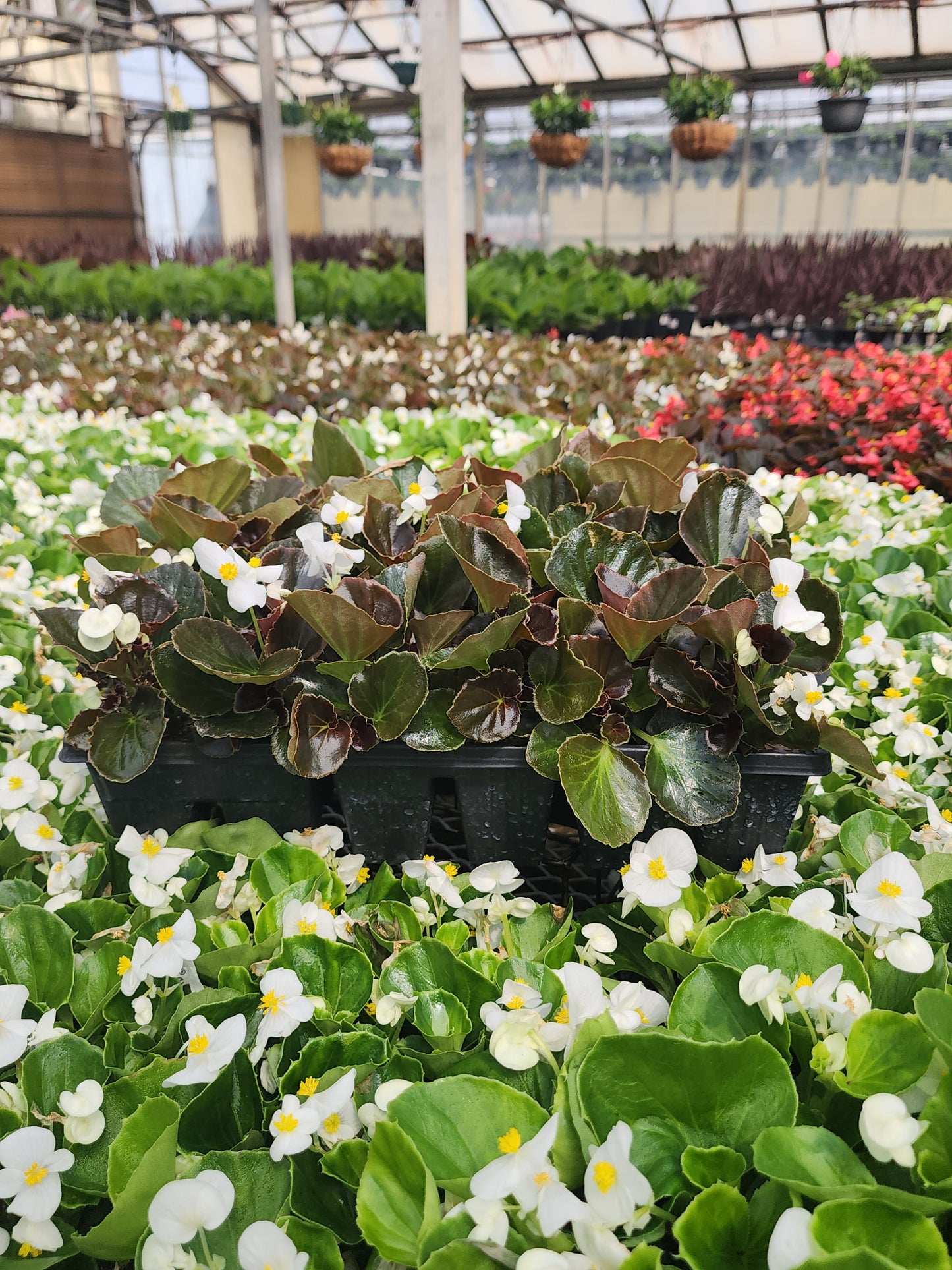 Begonia | Cocktail - 24 Pack