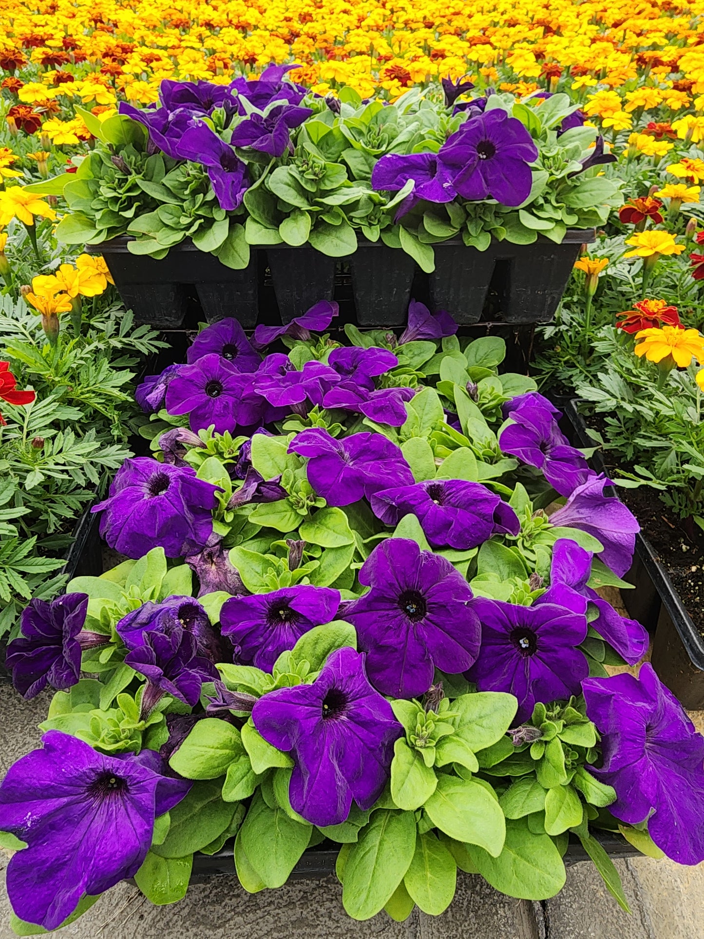 Petunia | 24 Count Petunias