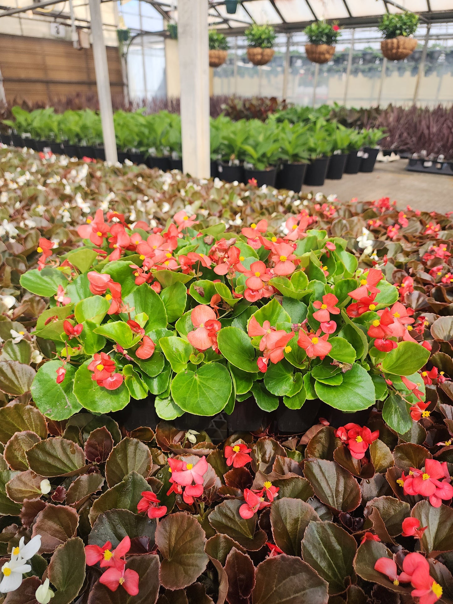 Begonia | Super Olympia - 24 Pack