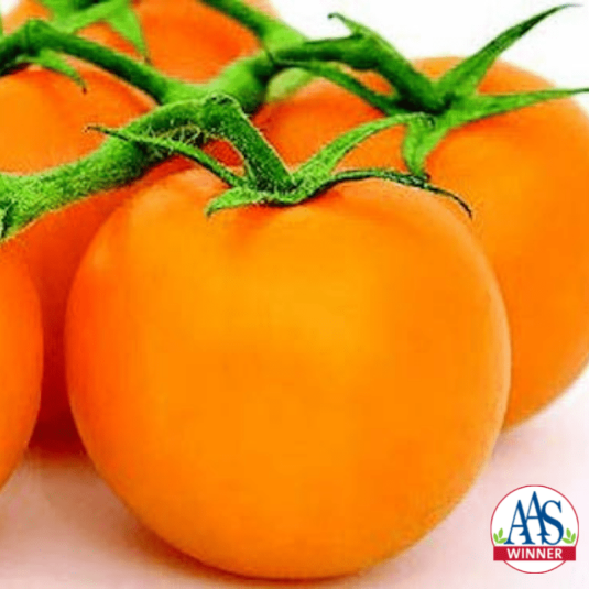 Tomato | Heirloom | Jubilee Golden - 1 Pint