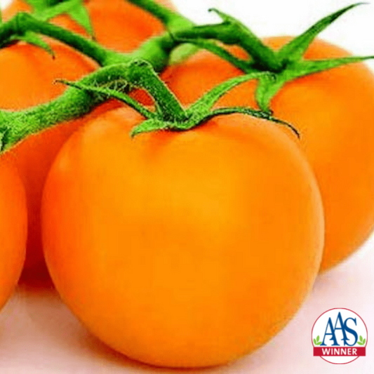 Tomato | Heriloom | Jubilee Golden - 1 Pint