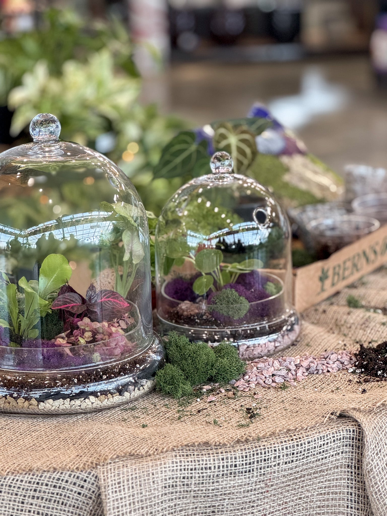 Two glass cloche terrariums with plants on a table outdoors.