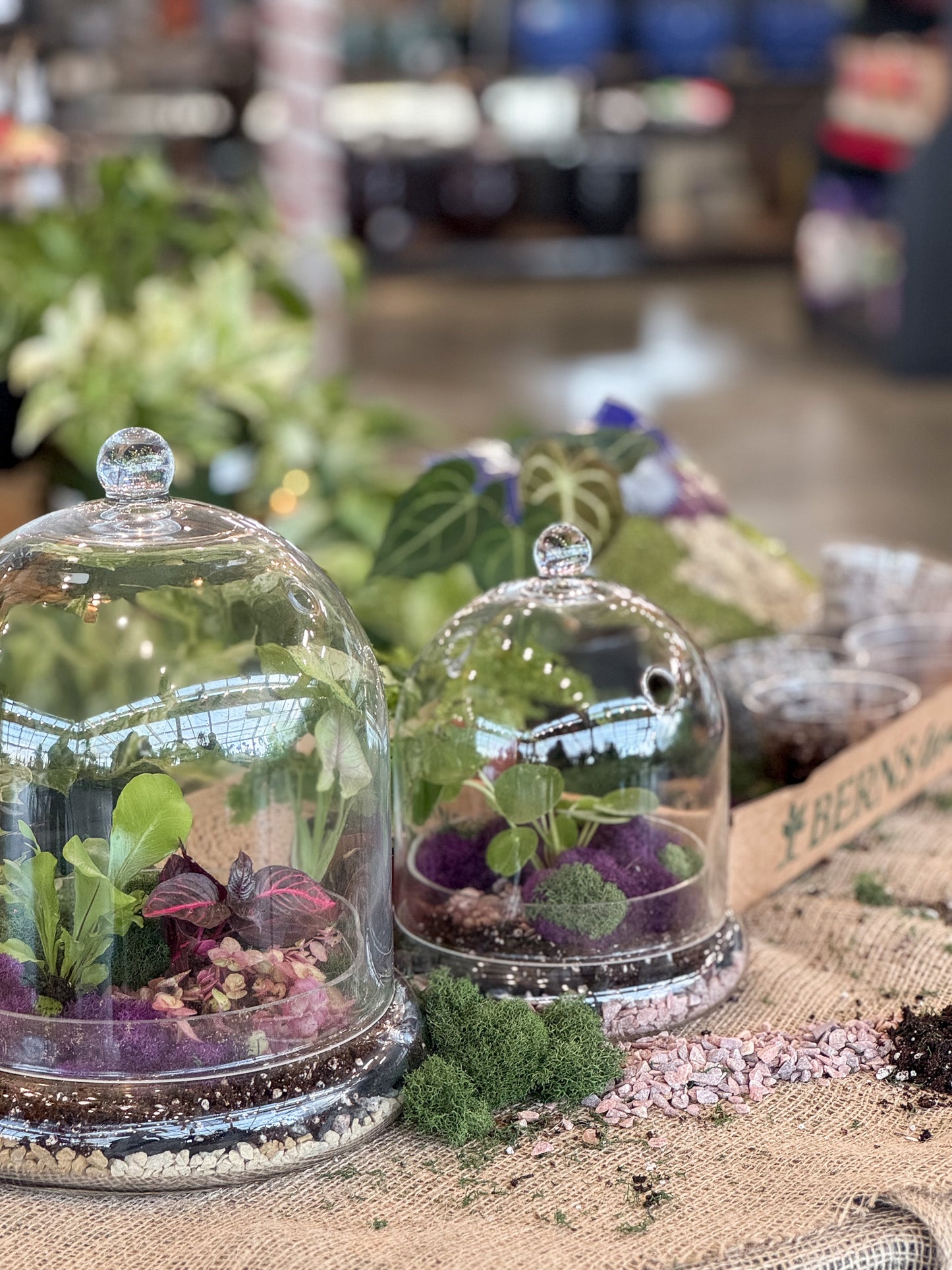 Two glass domes with plants on a table in a store setting