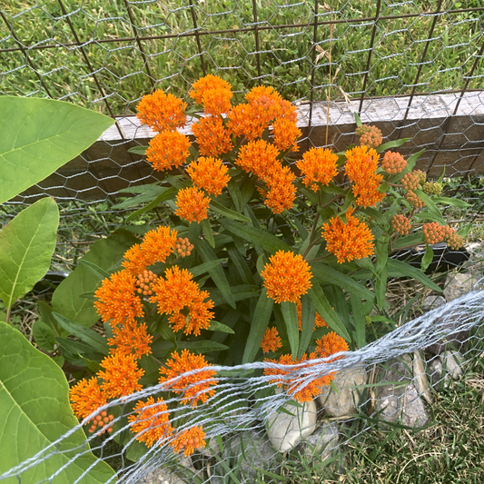 Asclepias | Butterfly Weed - 1 Gallon